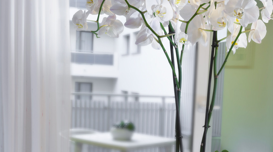 Alba Apartment